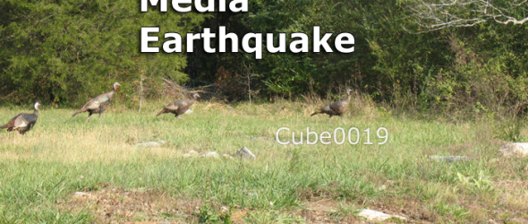 turkeys-in-the-yard